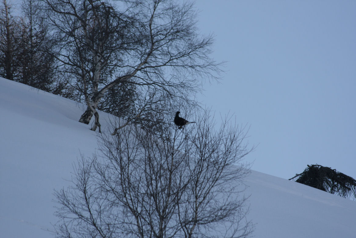 aquila reale e gallo forcello